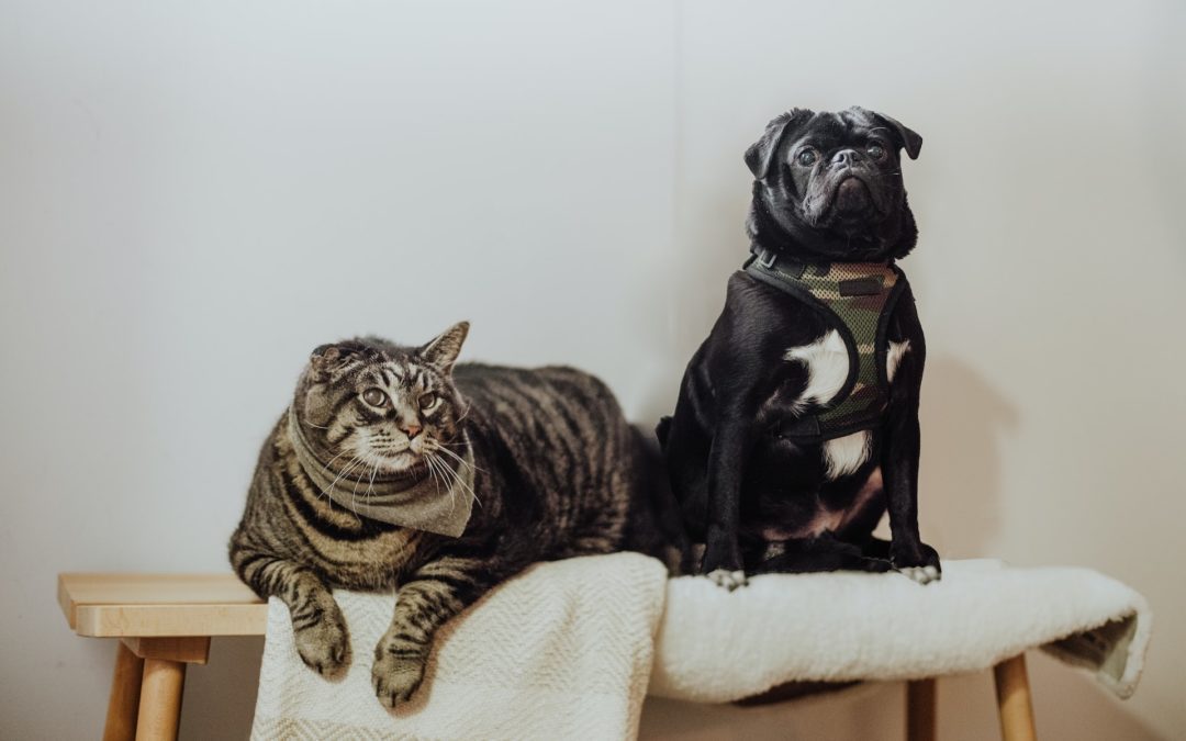 Follow These Steps To Ensure Pet Obesity Is Not a Problem for Your Pet