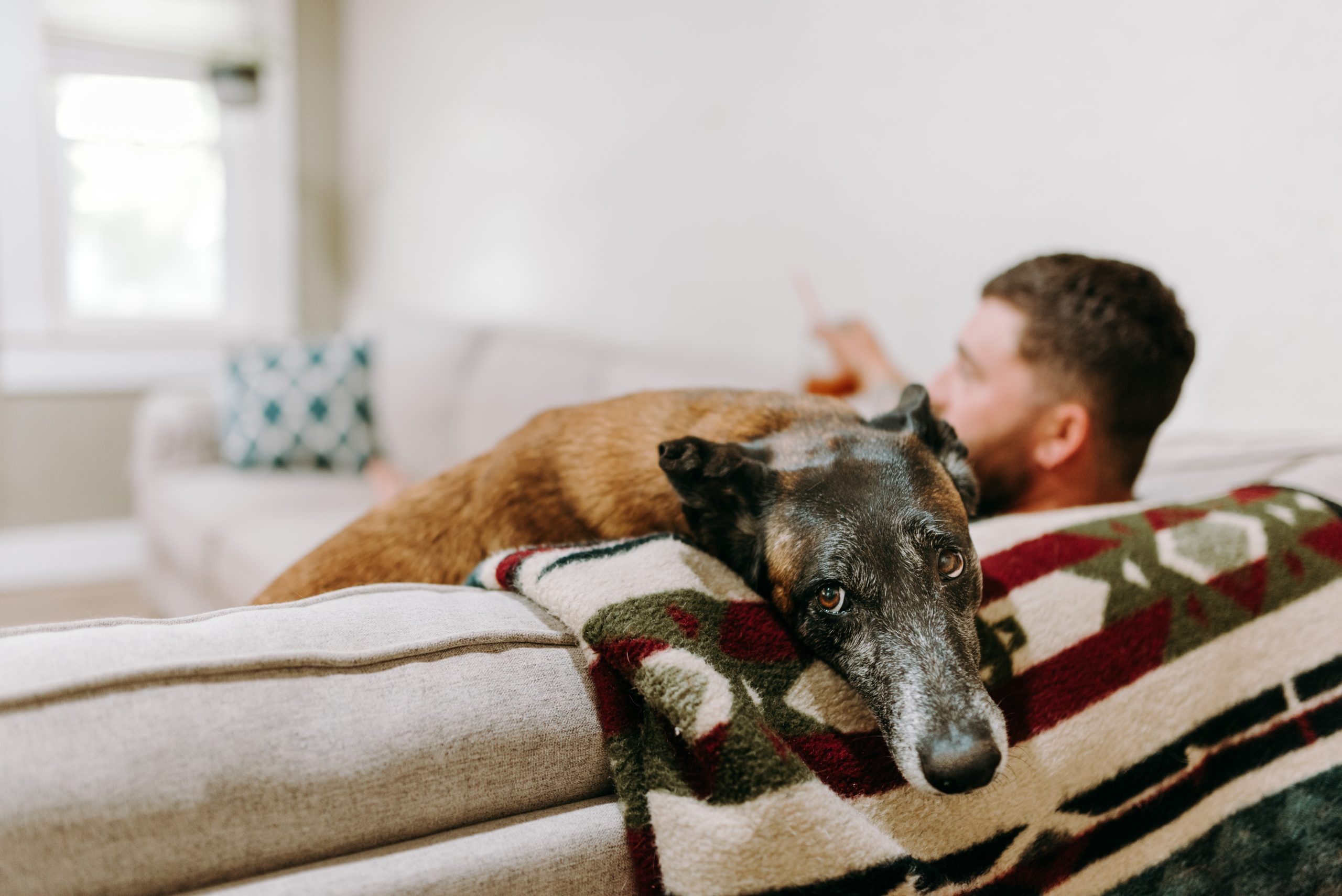 Picture of 5 Household Hazards for Your Pet - Olentangy Premier Pet Care