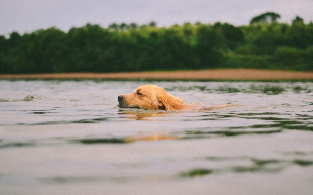 Suggestions for Keeping Pets Safe While Swimming