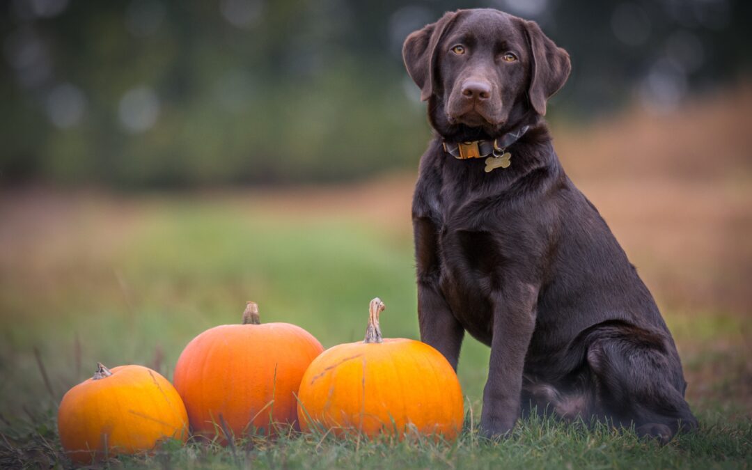 Chocolate lab sitting next to a clump of pumpkins